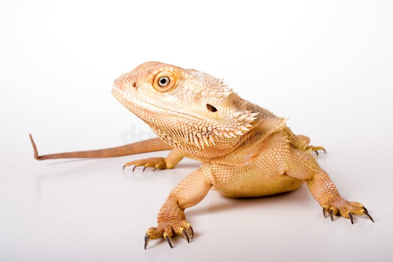 Bearded Dragon. Isolated against a white backdrop stock photography