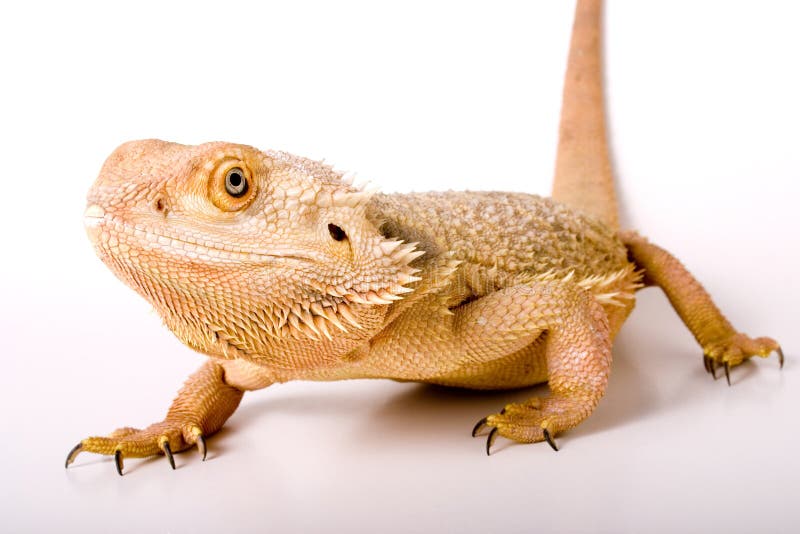 Bearded Dragon. Isolated against a white backdrop stock photos