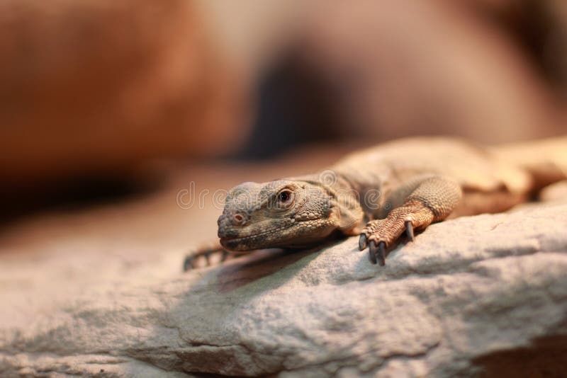 Bearded dragon. Closeup of a bearded dragon on a rock stock image