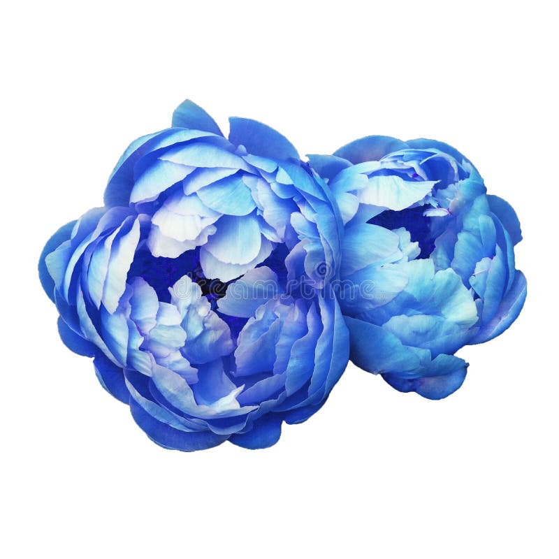 Beautiful fresh blue colored peony flowers in full bloom stock illustration