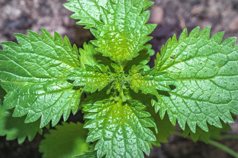 Beautiful green stinging nettle leaf Urtica dioica growing, Cape Town royalty free stock photo