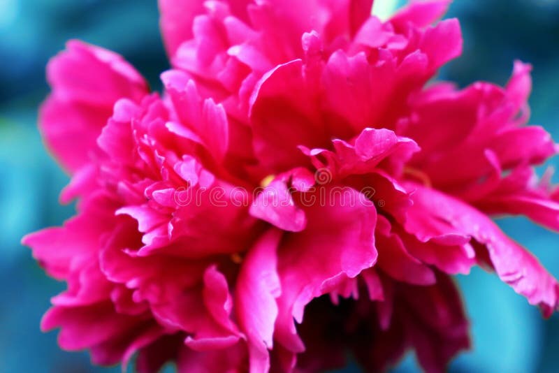 Beautiful red or pink fresh flower, peony in sunlight. vector illustration