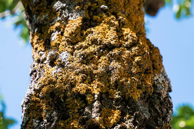 Beautiful unusual tree bark covered with woody mushrooms royalty free stock photos