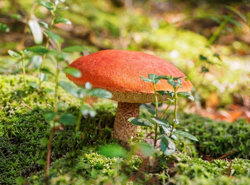 Big aspen mushroom in a forest in autumn. Forest mushroom picking season. Red-capped scaber stalk. Edible boletes. A big. Beautiful mushroom with a red hat stock photos
