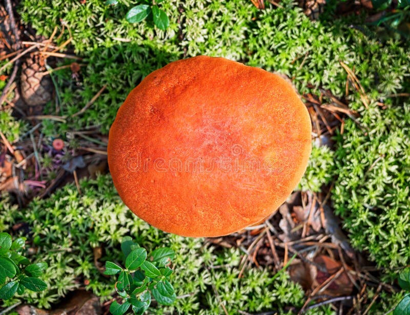 Big aspen mushroom top view in a forest in autumn. Forest mushroom picking season. Red-capped scaber stalk. Edible. Boletes. A big beautiful mushroom with a red royalty free stock images
