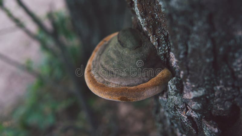 The big tinder fungus on live tree in autumn day. Oak tree trunk with tinder fungus. royalty free stock photo