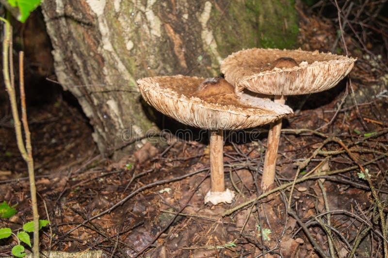 Birch bolete mushroom is growing under the tree near the stem.. stock images