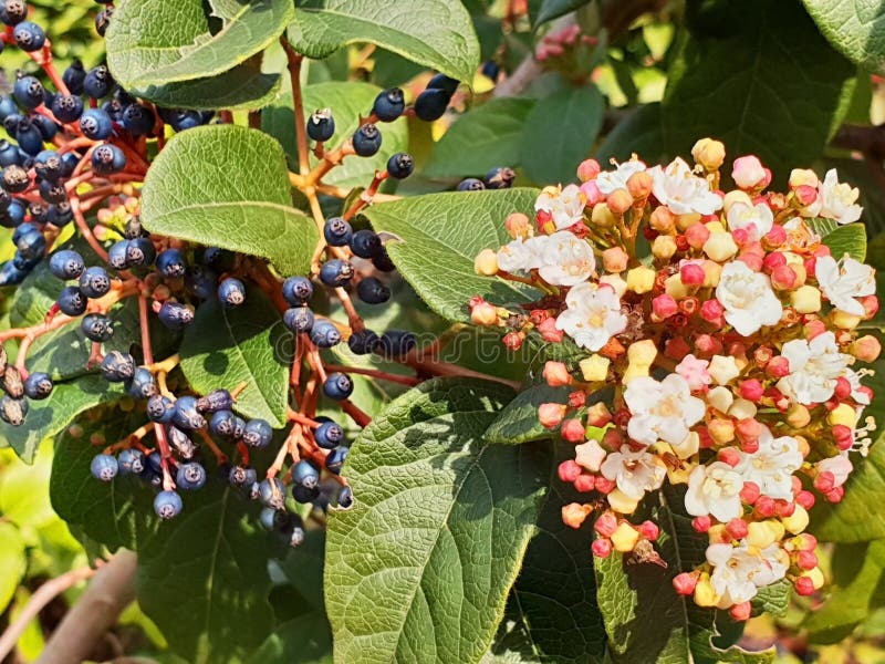 Black, inedible berries with flowers. On the bush on the background of nature stock photos
