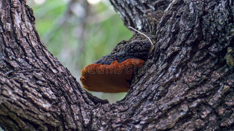 Black and orange velvet mushroom growing on side of tree royalty free stock photos