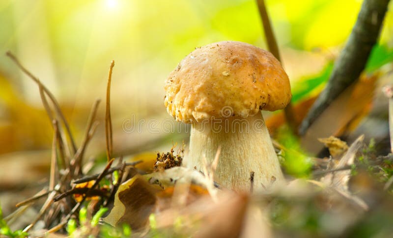 Boletus. Cep mushroom growing in autumn forest. Mushroom picking royalty free stock images