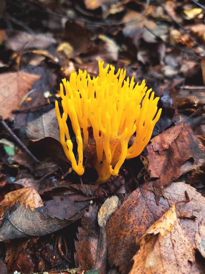 Bright orange mushroom grows in the forest. Not edible, composed of many spores. Looks like little worms royalty free stock photo