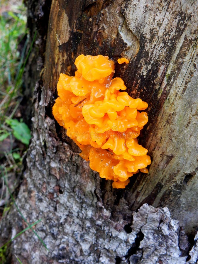 Bright orange mushroom on the side of a tree stock photography