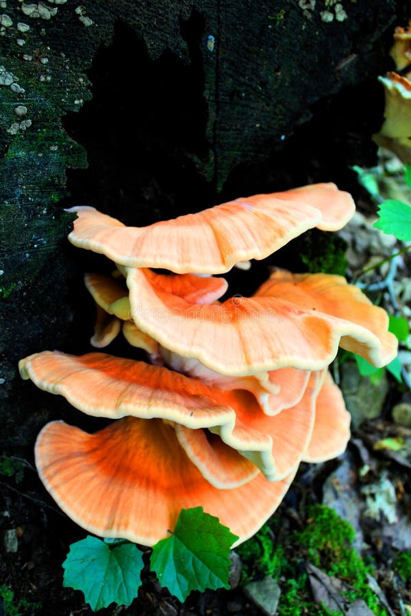 Bright red orange mushroom growing on a tree stump stock photography