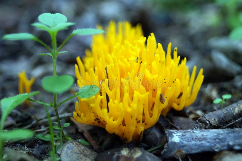 Bright yellow mushrooms with unusual shapes royalty free stock images