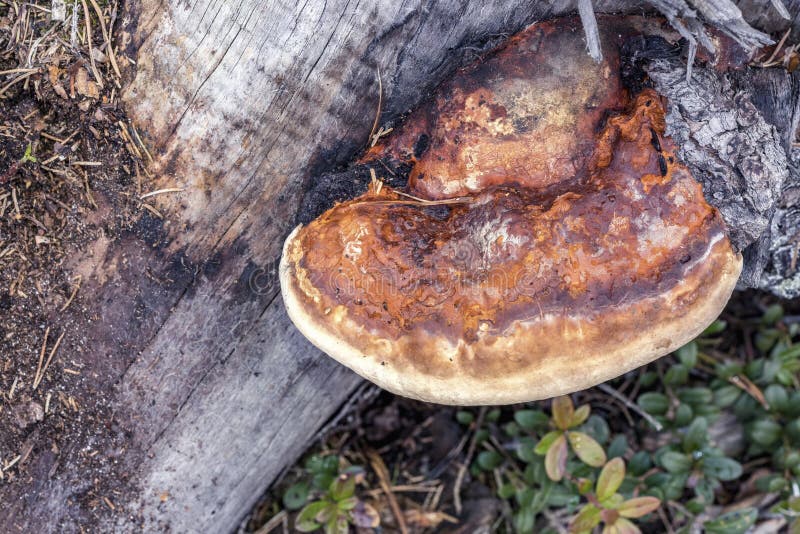 Brown orange tree mushroom in forest - Fomes fomentarius tinder fungus grows on old pine tree trunk, Northern Sweden, Umea royalty free stock photos