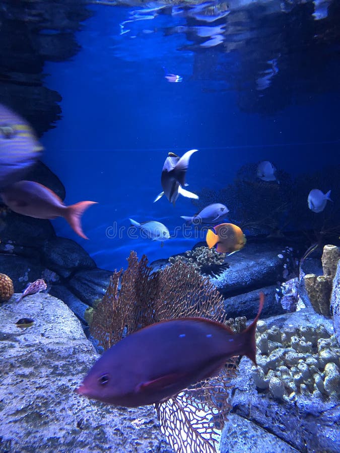 Under water world. A bunch of tropical fish swimming in an aquarium with lots of colors underwater royalty free stock photos