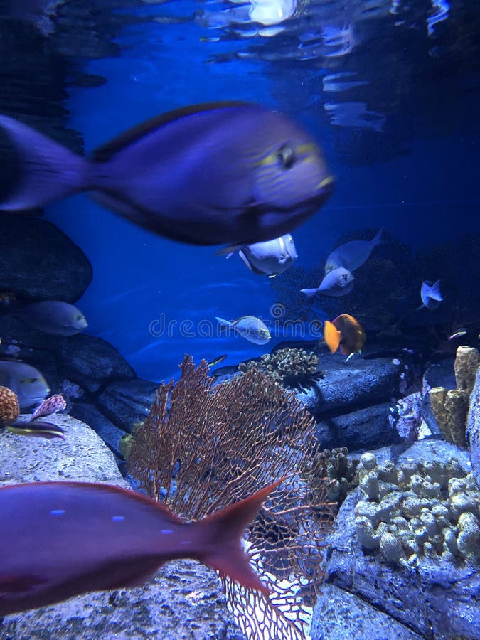 Under water world. A bunch of tropical fish swimming in an aquarium with lots of colors underwater stock image