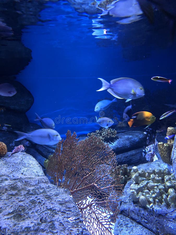 Under water world. A bunch of tropical fish swimming in an aquarium with lots of colors underwater royalty free stock image