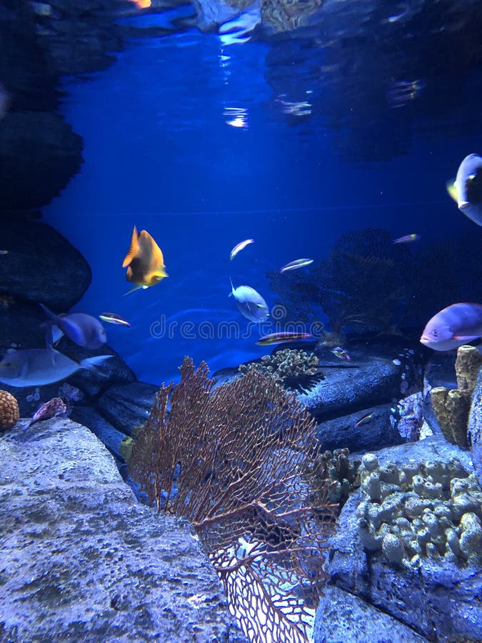 Underwater. A bunch of tropical fish swimming in an aquarium with lots of colors underwater stock photography