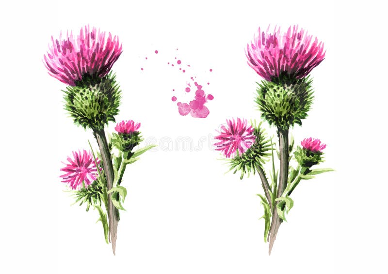 Burdock flowers set, medical plant. Hand drawn watercolor illustration, isolated on white background.  vector illustration