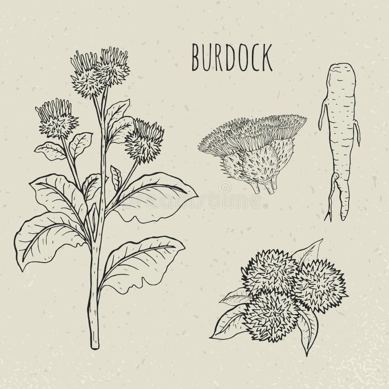 Burdock medical botanical isolated illustration. Plant, root, leaves, blossoming hand drawn set. Vintage sketch. Burdock medical botanical isolated illustration royalty free illustration