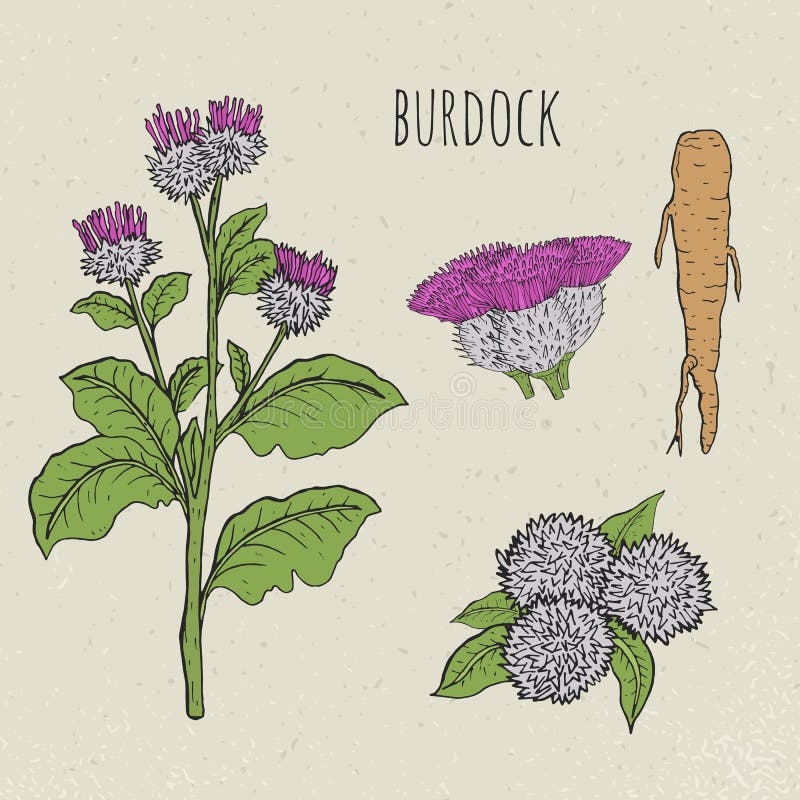 Burdock medical botanical isolated illustration. Plant, root, leaves, blossoming hand drawn set. Vintage sketch colorful. Burdock medical botanical isolated vector illustration
