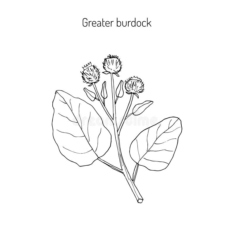 Burdock medicinal plant. Burdock, Arctium lappa, commonly called greater burdock, gobo, edible burdock, lappa, beggar s buttons, thorny burr, or happy major vector illustration