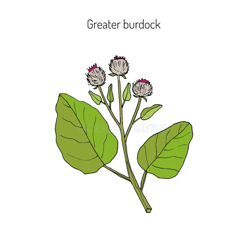 Burdock medicinal plant. Burdock, Arctium lappa, commonly called greater burdock, gobo, edible burdock, lappa, beggar s buttons, thorny burr, or happy major royalty free illustration