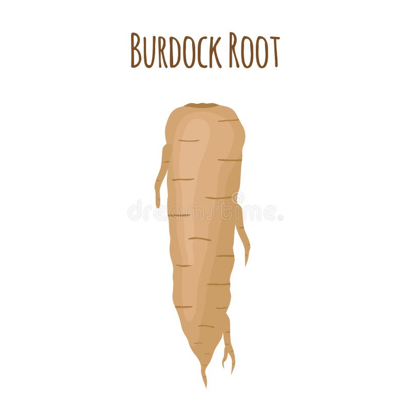 Burdock root, healthy organic medical. Botanical herbal plant. Vector illustration. Burdock root, healthy organic medical product. Botanical herbal plant. Made royalty free illustration