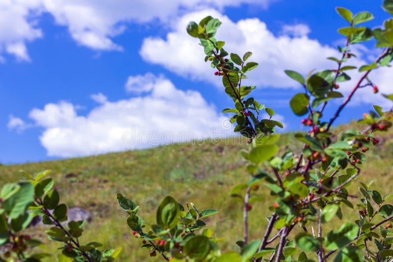 Bush with inedible berries against of blue sky. The freshness of spring or summer day royalty free stock photography