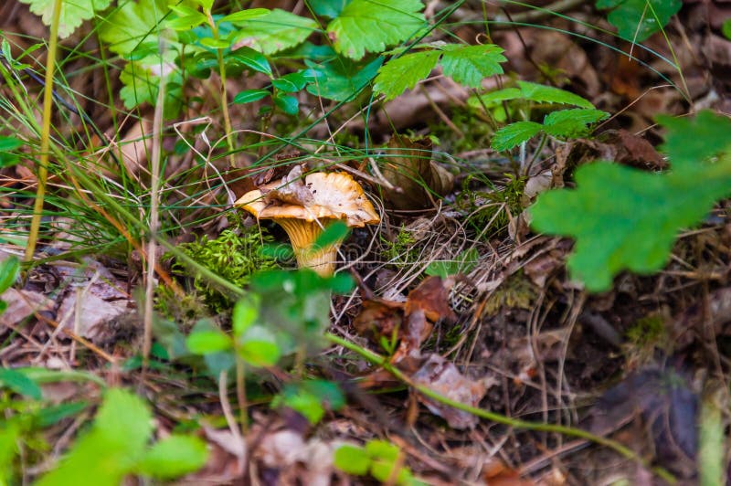 Cantharellus cibarius orange edible mushroom growing in the forest. Cantharellus cibarius is a species of golden chanterelle. Cantharellus cibarius orange stock photo
