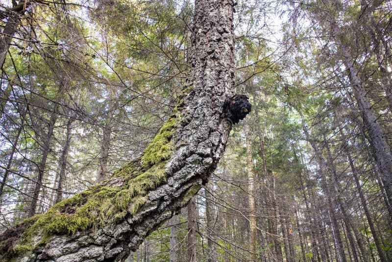 Chaga mushroom also known as Inonotus obliquus growing out of an birch tree trunk in summer. stock images