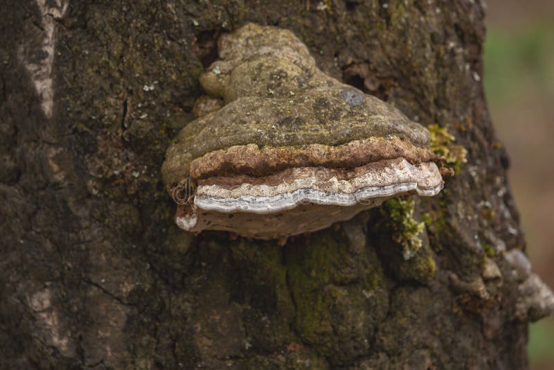 Chaga mushroom growing on the birch royalty free stock photo