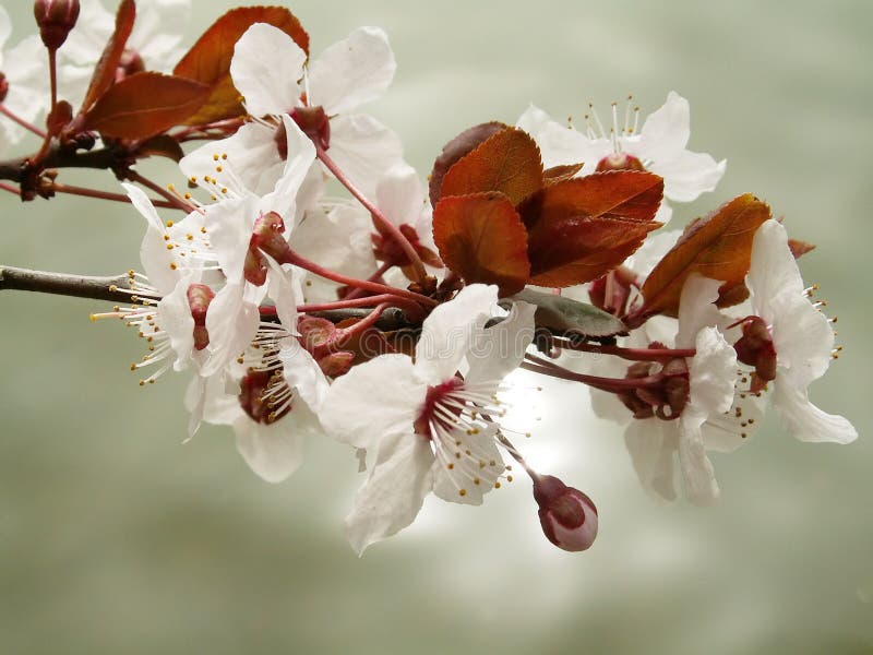 Cherry Flowers royalty free stock images