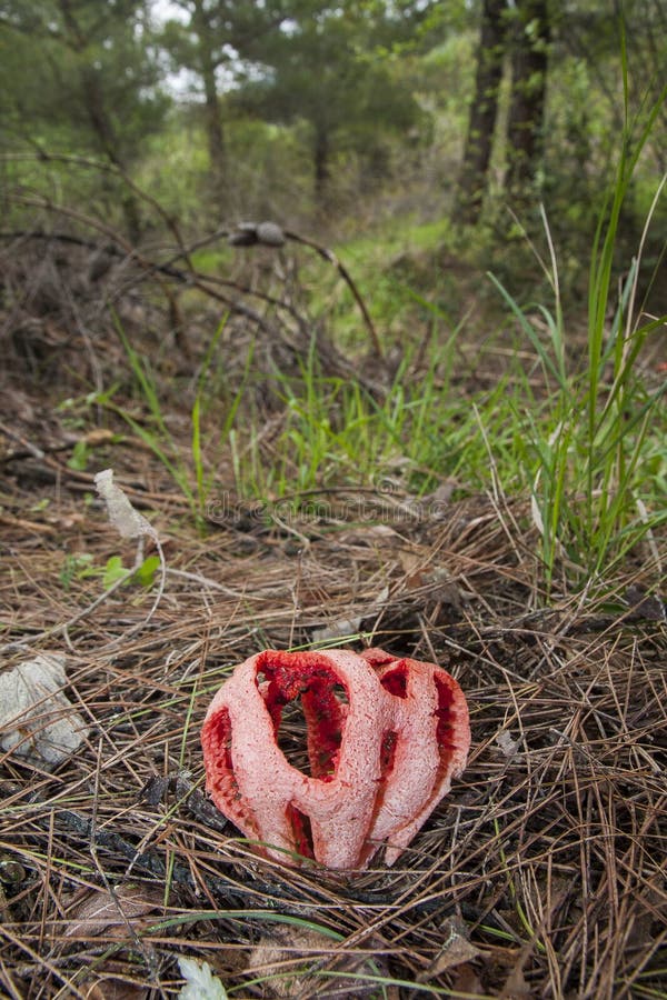 Clathrus ruber is a species of fungus in the stinkhorn family, and the type species of the genus Clathrus. It is stock images