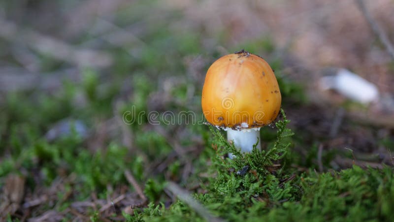 Close up small orange mushroom isolated with blurry background. Beautiful orange mushroom isolated in the forest royalty free stock photos