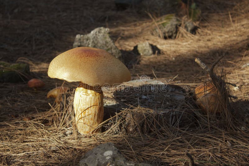Close-up of spherical orange mushrooms on a pine stump surrounded by pine needles and stones stock photography