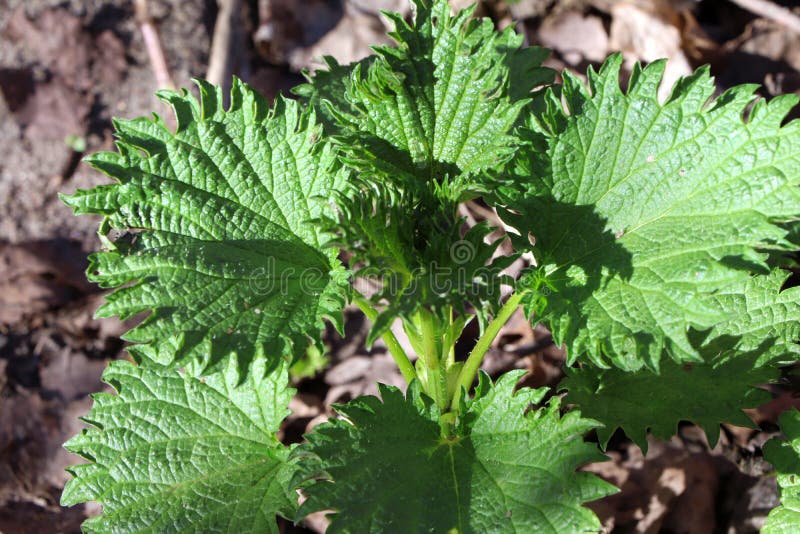 Close view young nettle leaves. Growing nettle royalty free stock images