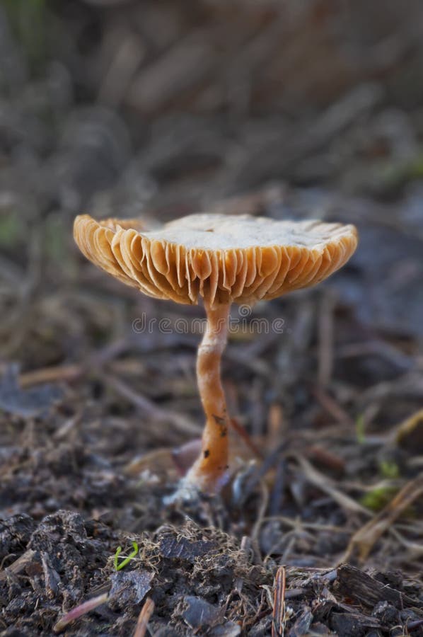 Closeup of Mushroom with orange stem and under cap royalty free stock image