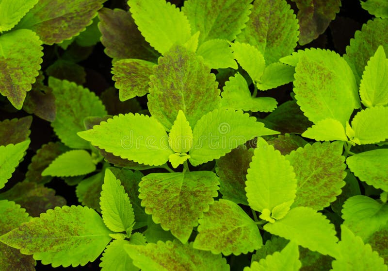 Coleus or Painted nettle, beautiful plants growing in the garden at Nongnuch garden,Suttahip,Chonburi,Thailand. royalty free stock photography