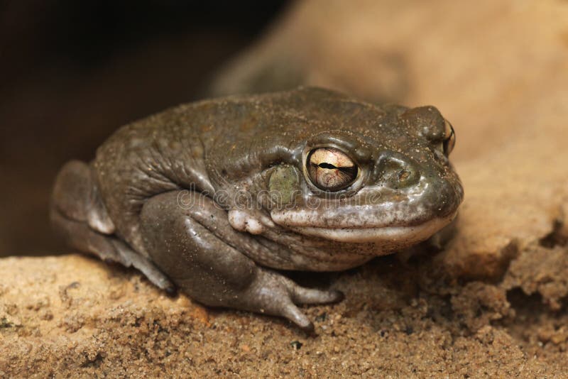 Colorado river toad (Incilius alvarius). Colorado river toad (Incilius alvarius), also known as the Sonoran desert toad. Wild life animal royalty free stock photography