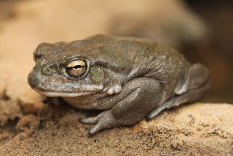 Colorado river toad (Incilius alvarius). Colorado river toad (Incilius alvarius), also known as the Sonoran desert toad. Wild life animal stock photo