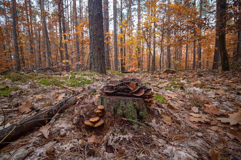 Colorful inedible mushrooms growing on pine stump in the autumn forest royalty free stock image