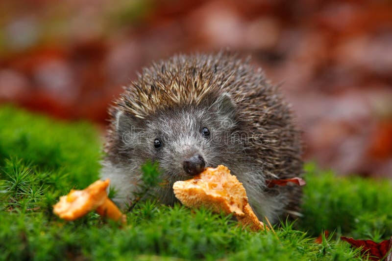 Cute European Hedgehog, Erinaceus europaeus, eating orange mushroom in the green moss. Czech Republic stock photos