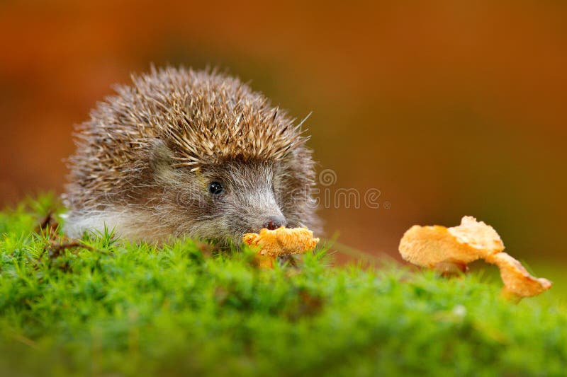 Cute European Hedgehog, Erinaceus europaeus, eating orange mushroom in the green moss. Funny image from nature. Wildlife forest wi. Cute European Hedgehog royalty free stock photos