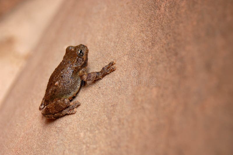 Desert Frog. A small frog on a sandstone rock stock photo