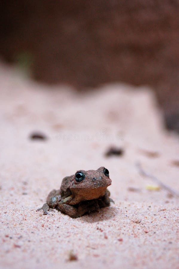 Desert Frog. A small frog sitting on the desert sand stock photography