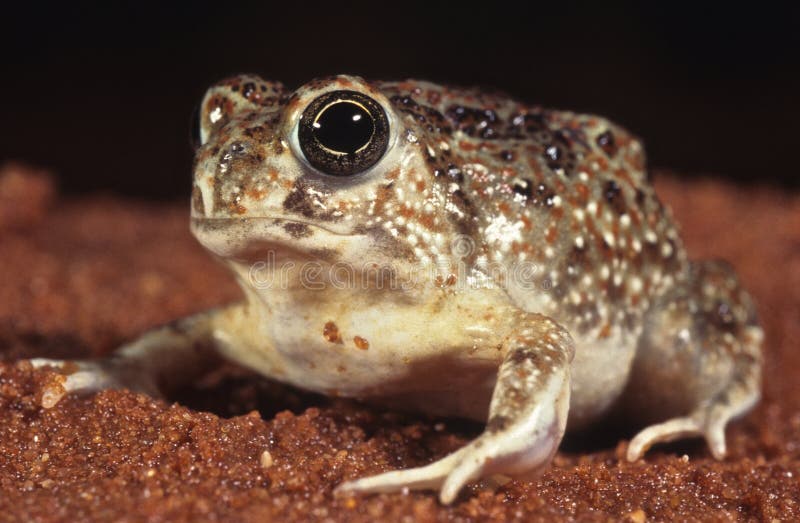 Desert toad. The desert toad,Notaden nichollsi, is an inhabitant of the Western Australian deserts. It sleeps 10 months a year and only comes out of the ground stock photos