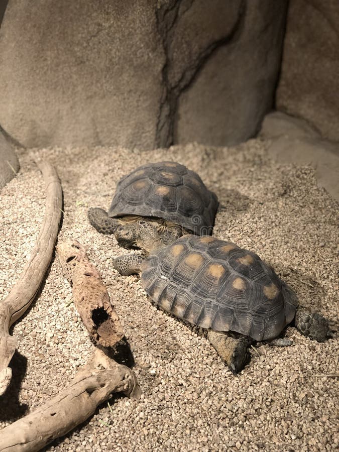 Desert. Tortoise amphibians in the  looking for food stock photography