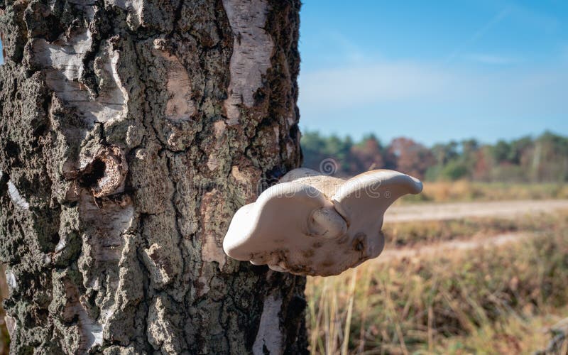 Dish-shaped mushroom growing on the trunk of a Scots pine tree. In a Dutch nature reserve. It is autumn now royalty free stock photography